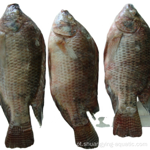 Peixe congelado inteiro redondo peixe de tilápia para atacado